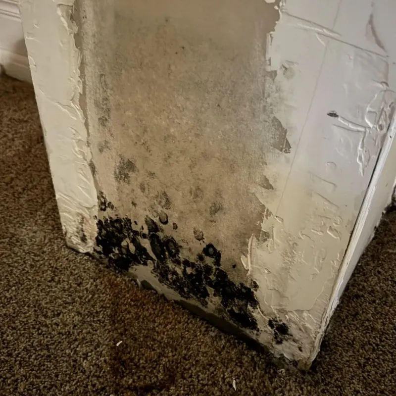 Professional Mold Removal in Idaho Springs, CO